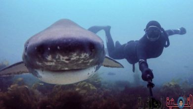 Una imagen de los salafistas siendo más mortíferos y matando más que el tiburón blanco bonitas_selfies_de_buceo