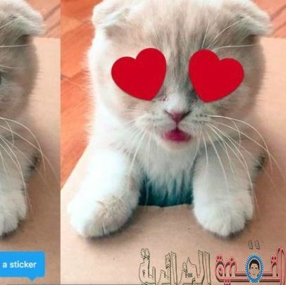 Ein Bild von Twitter, das mit dem Testen einer neuen Funktion beginnt, bei der es darum geht, Fotos auf Android und iOS mit Aufklebern zu versehen | Twitter-Sticker-Funktion-1