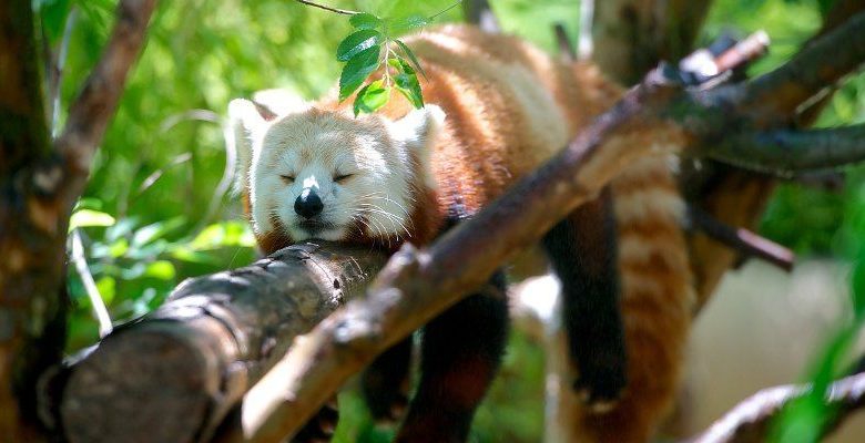 Immagine di Cos'è l'isolamento proprietario e come abilitarlo nel browser Mozilla Firefox | firefox-first-party-isolation-feature
