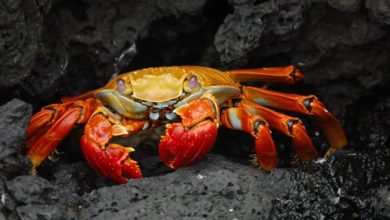 Image de la façon dont les développeurs de GandCrab Ransomware ont réalisé des bénéfices à neuf chiffres | GandCrab-En vedette