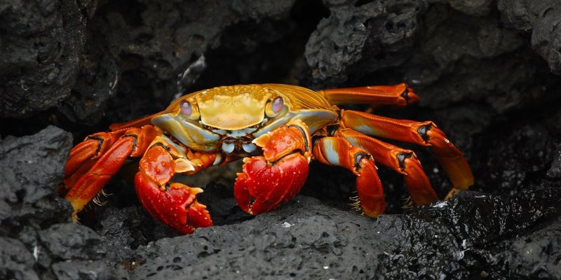 Image de la façon dont les développeurs de GandCrab Ransomware ont réalisé des bénéfices à neuf chiffres | GandCrab-En vedette