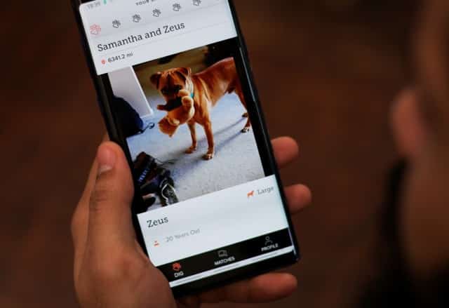 Obraz najlepszych aplikacji dla nowych właścicieli zwierząt na Androida | iOS | funkcja 1