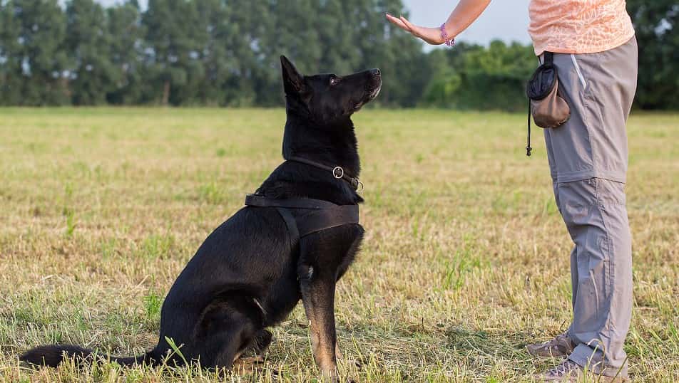 Immagine dei migliori corsi di addestramento per cani online gratuiti per insegnare nuovi trucchi al tuo cucciolo | 1_Screenshot_1-min-DzTechs
