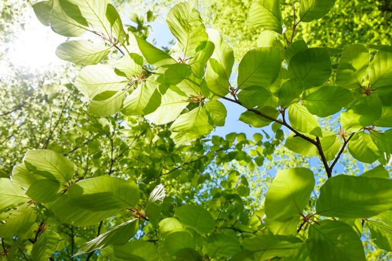 Un'immagine di Come piantare alberi veri dal tuo browser 1o84dH0pYCWUkKtvgrM_yPw-DzTechs