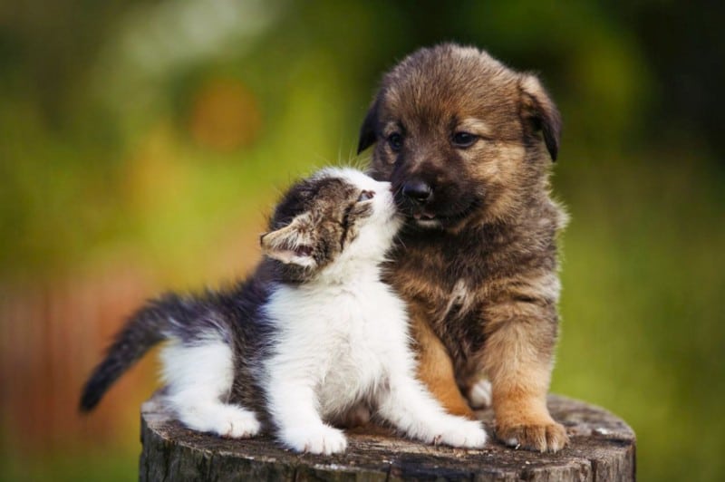 Immagine dei migliori siti Web per guardare video divertenti sugli animali domestici | 1oOEvEAF0Ut0L4SzssUZ1Ug-DzTechs