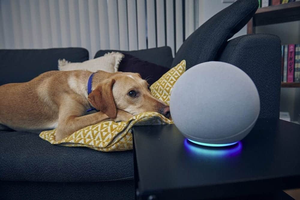 Immagine delle migliori funzionalità e abilità di Alexa per rendere il tuo cane calmo e più rilassato | 1zWY6tvH7gxowtgQJoOSuTQ-DzTechs