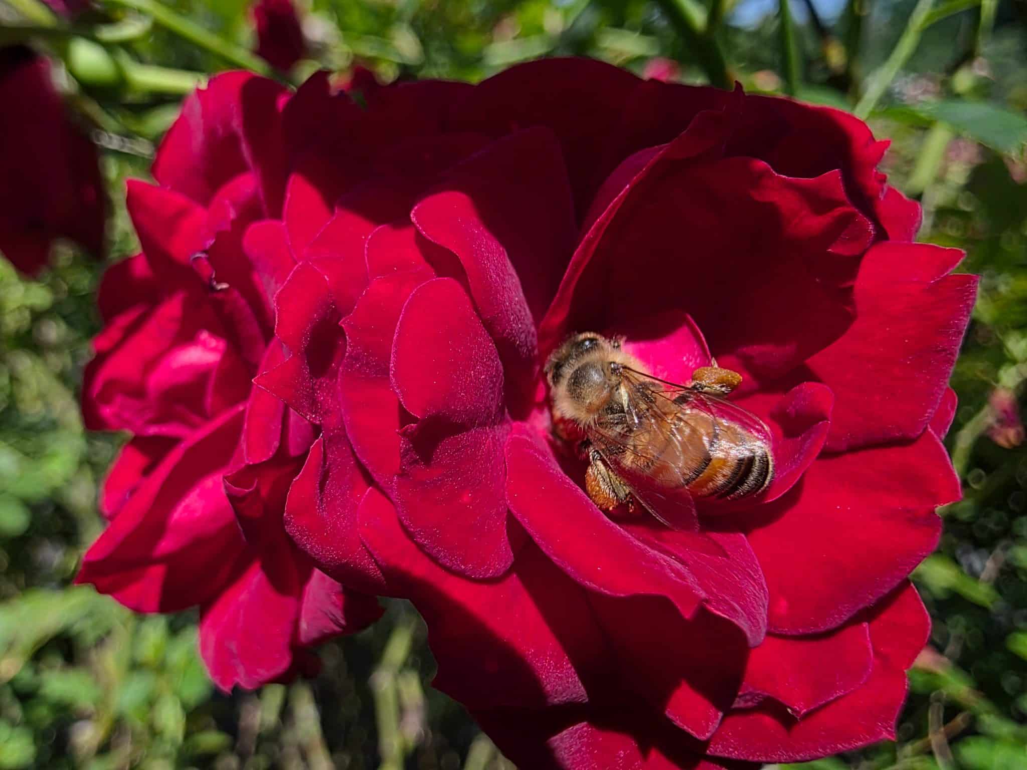 A bee working in a red rose taken with a Samsung Galaxy S25 Ultra