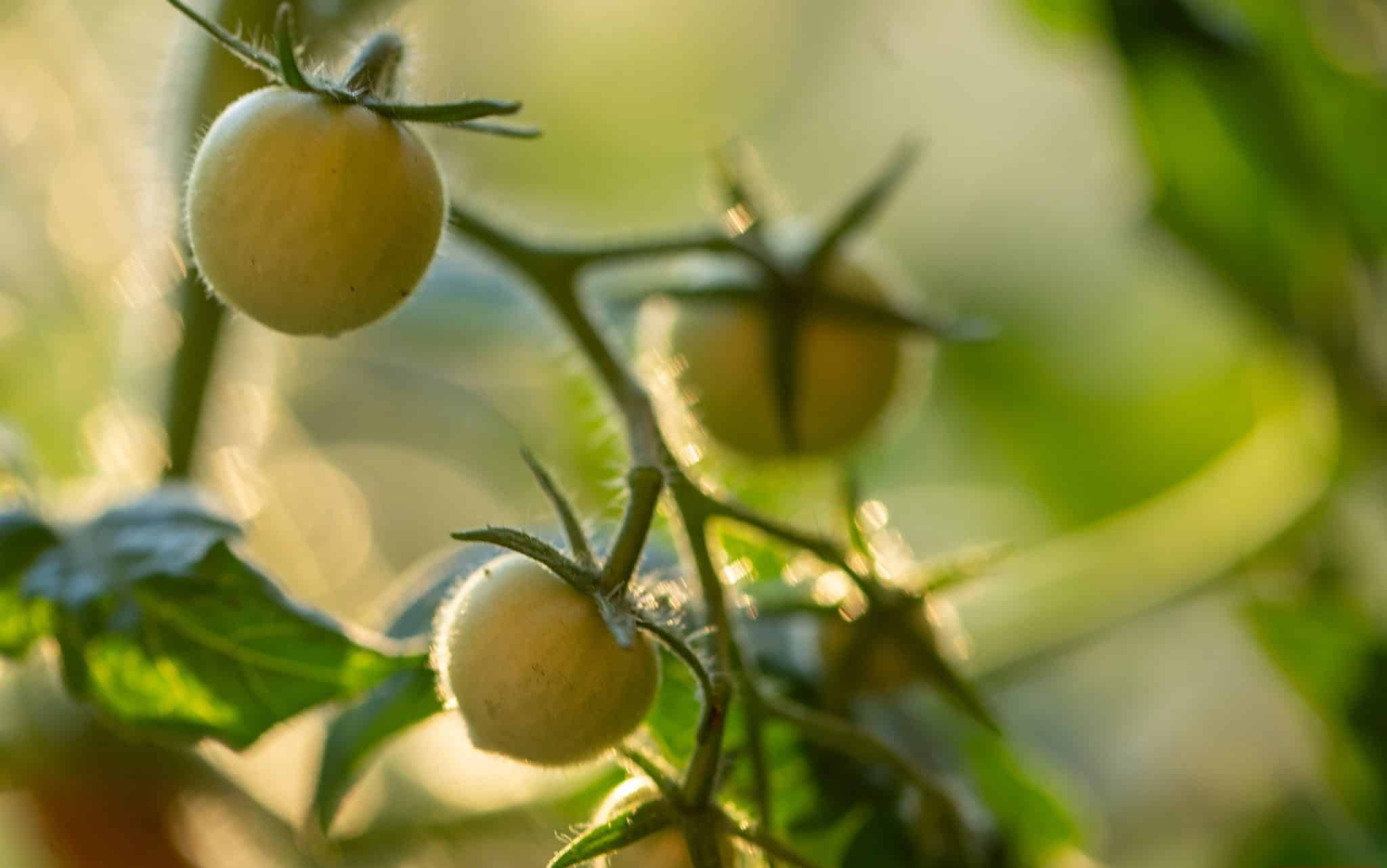 植物上未成熟西紅柿的特寫