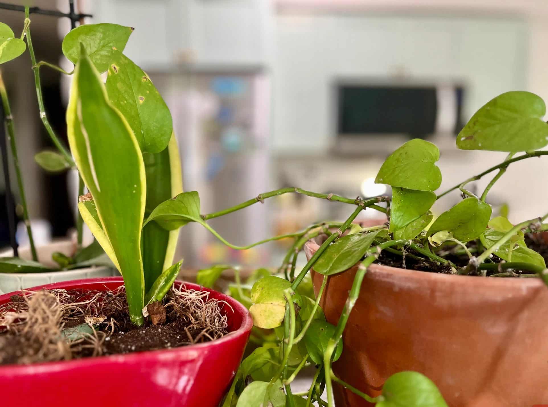 Plants in different pots