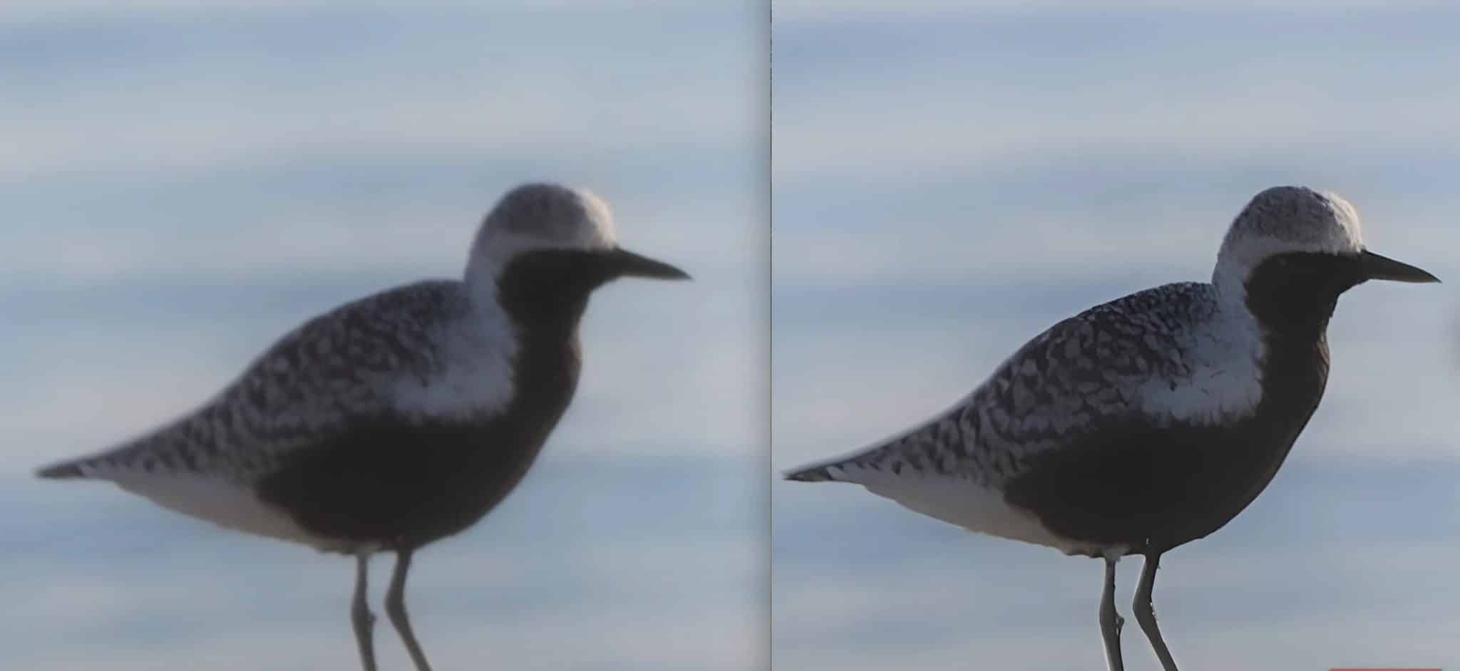 Plover-Prima-Dopo-Elegante