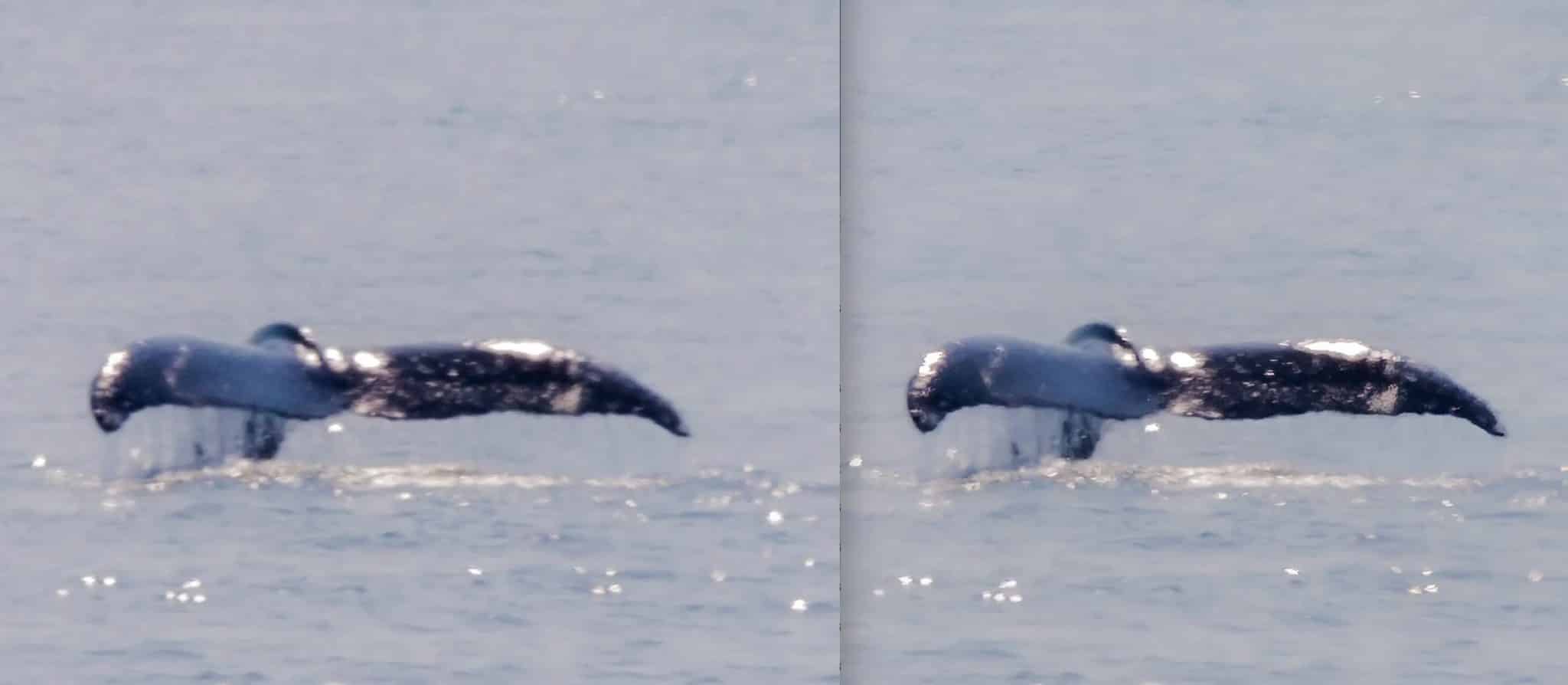 Balena prima e dopo