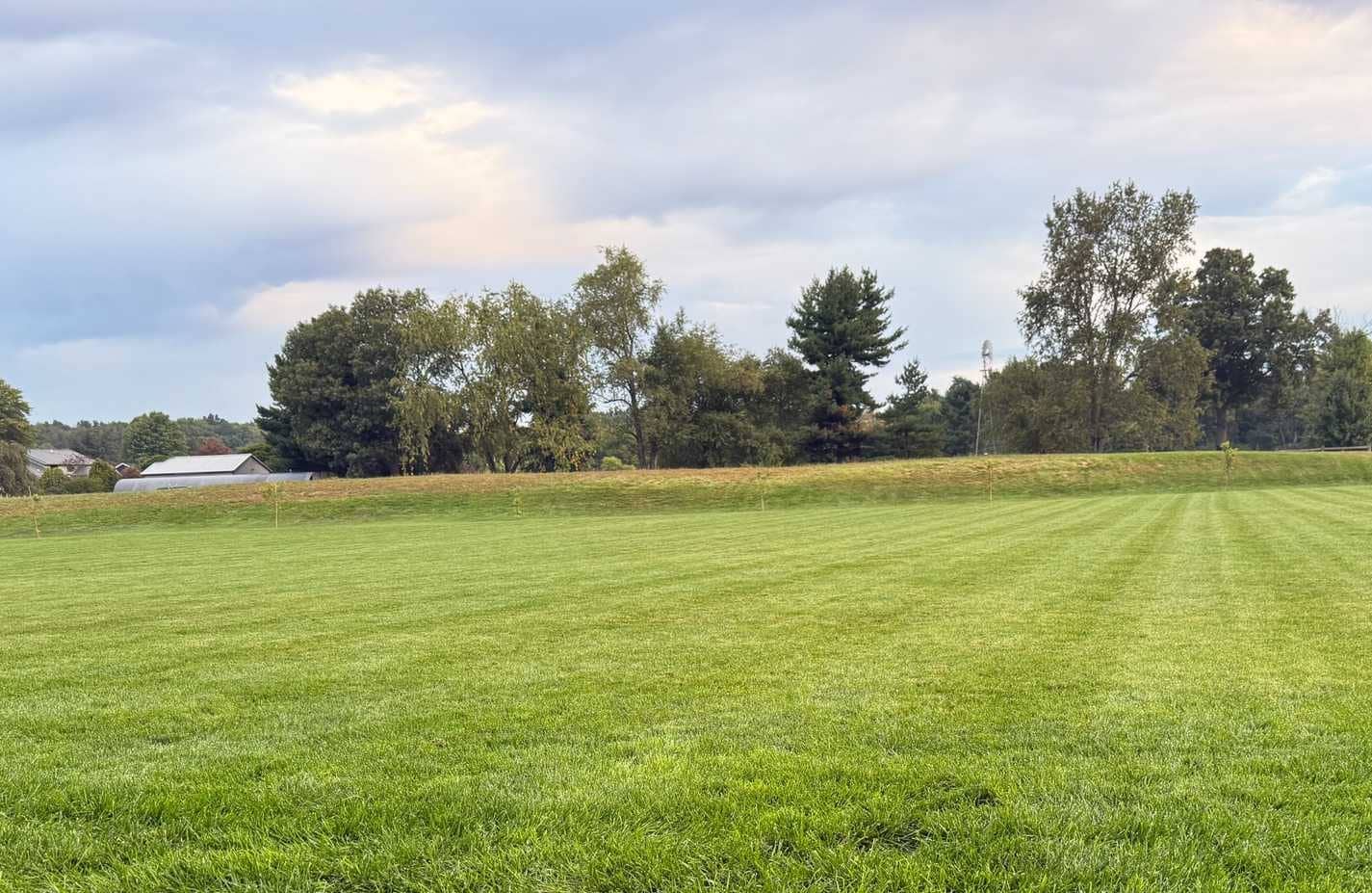 Hinterhof grünes Gras mit Bäumen im Hintergrund