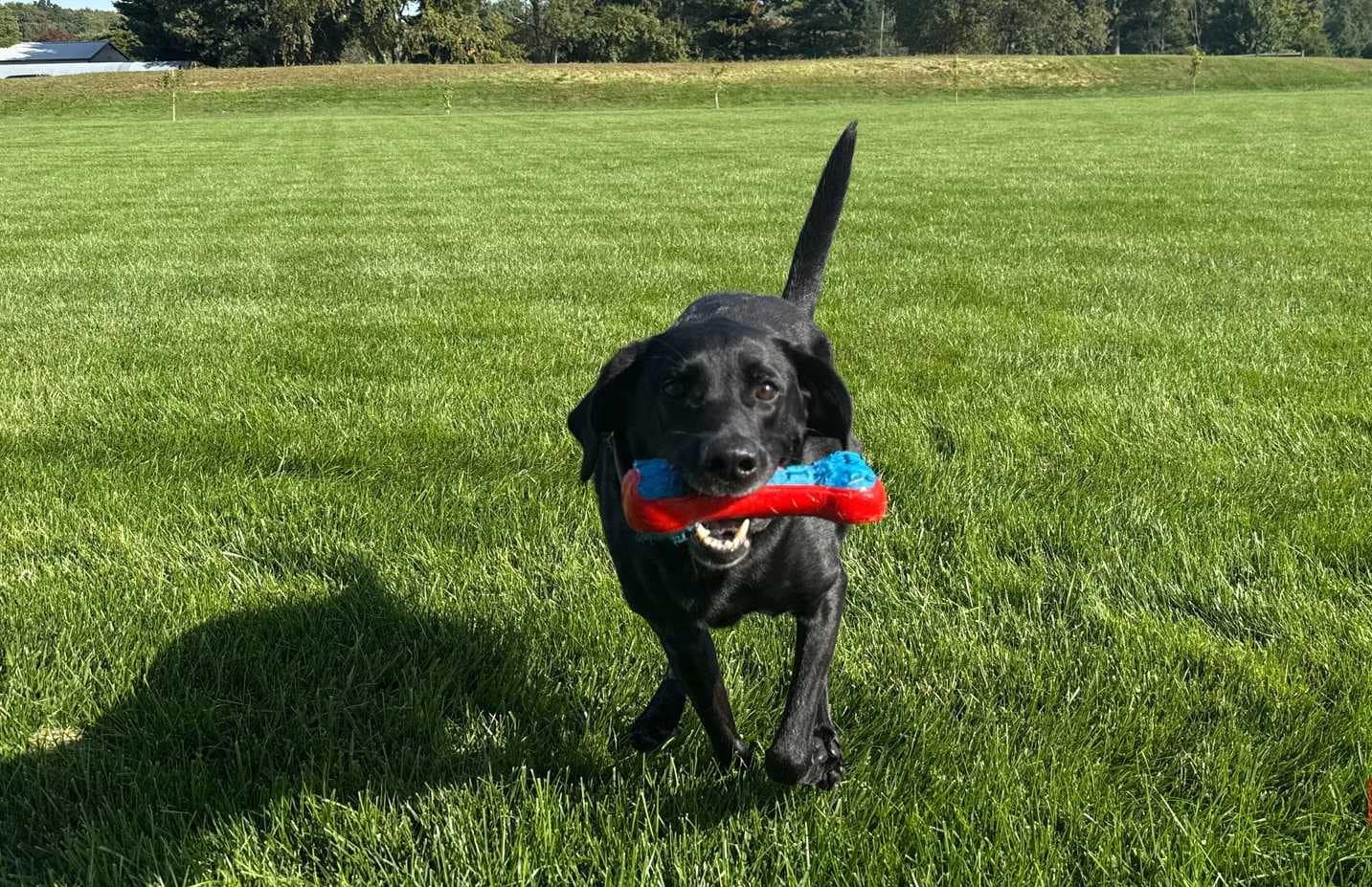 Bella rennt mit blauem und rotem Hundespielzeug