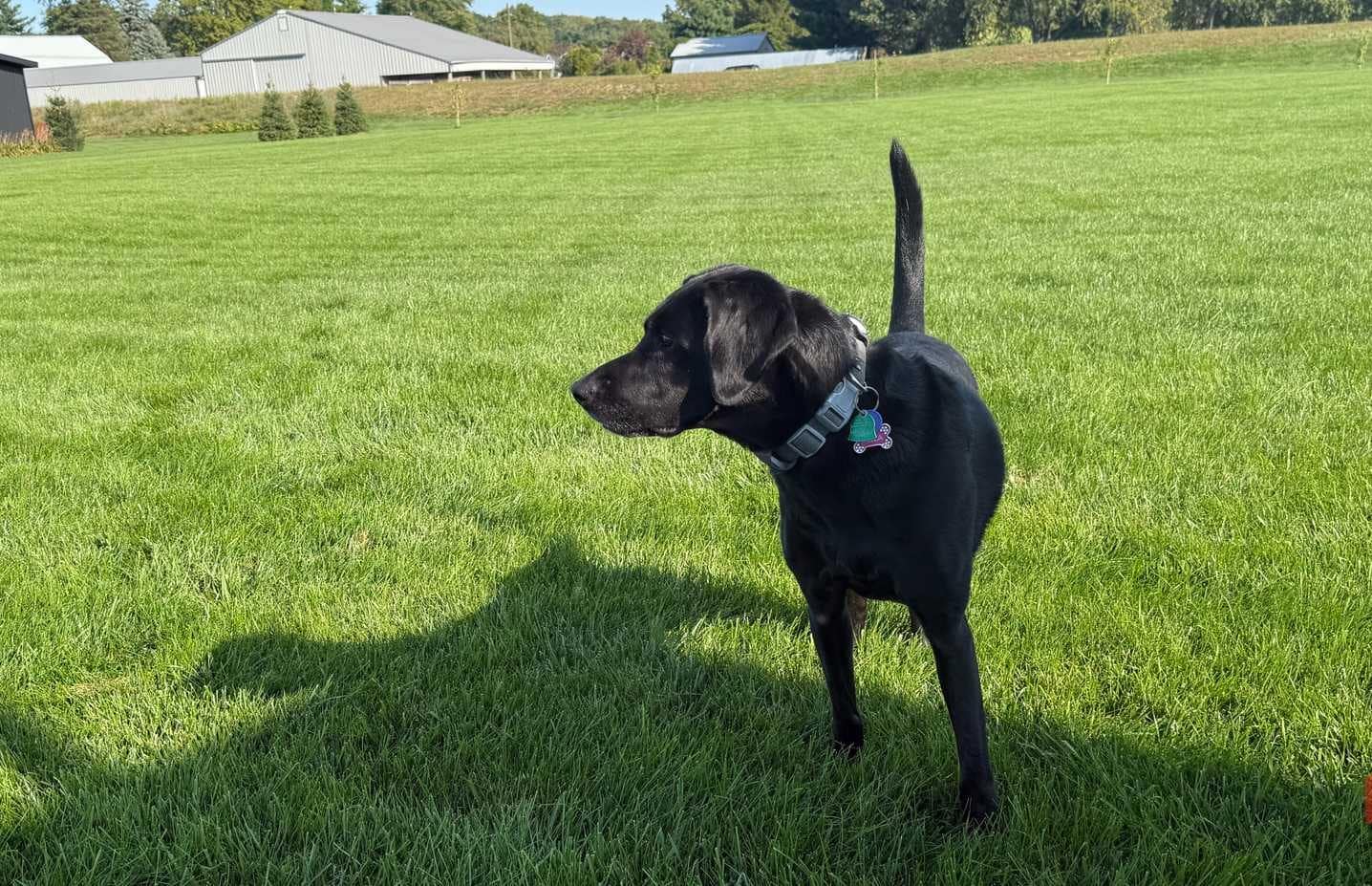 Bella steht im Grasprofil und trägt Halo Collar 2