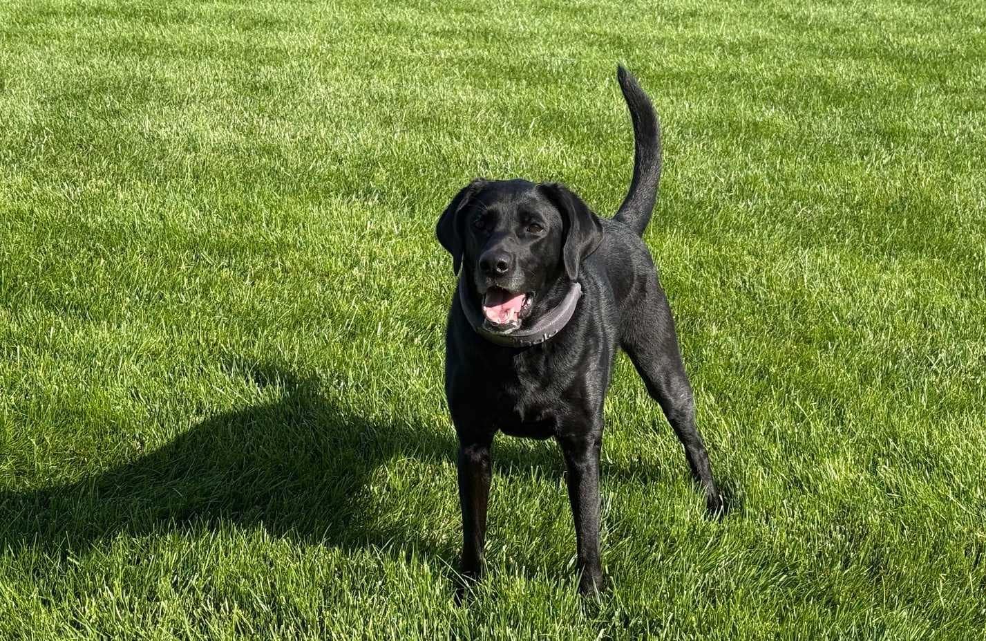 Bella steht im Gras und trägt einen Heiligenscheinkragen 2