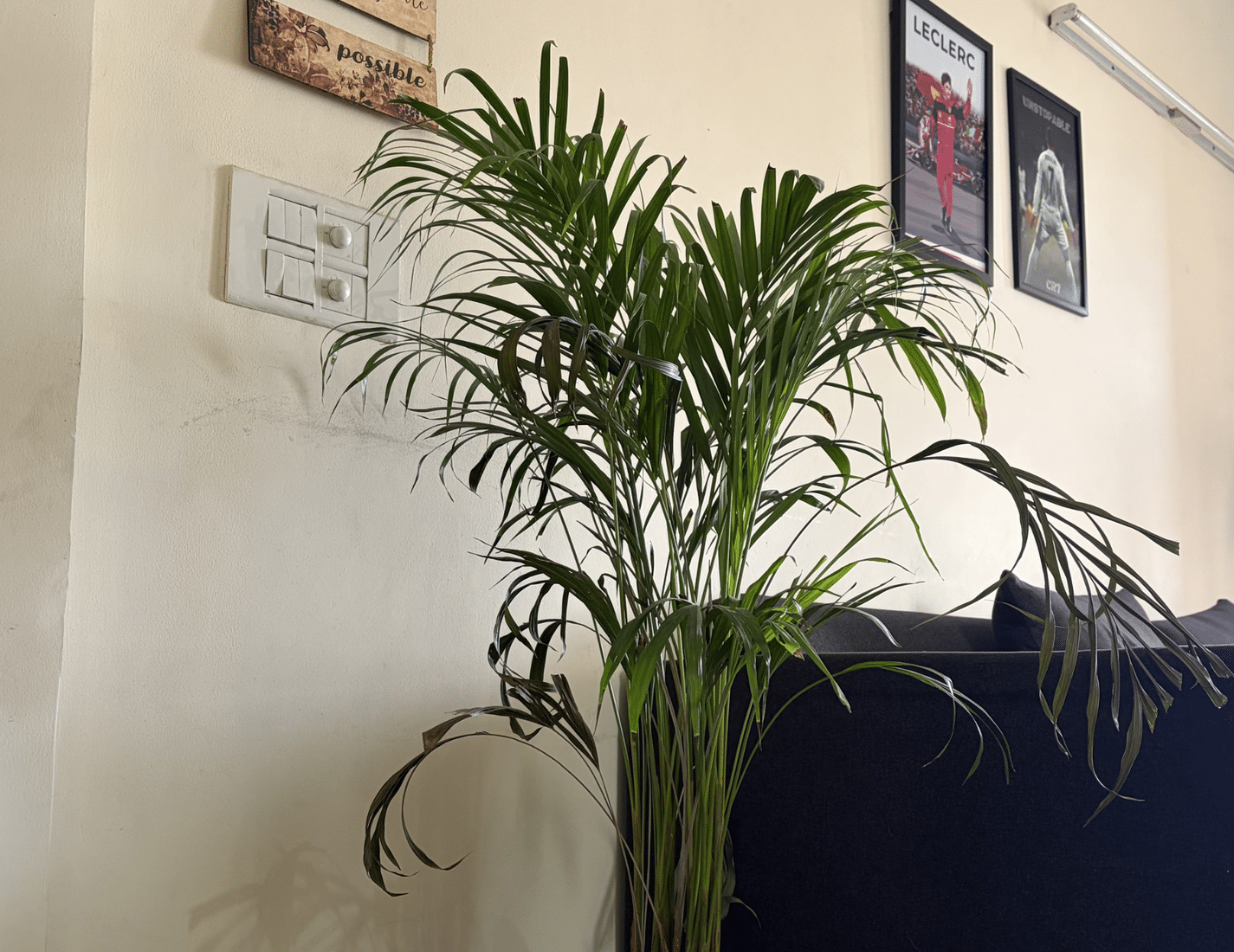 Planta de palma areca mantenida en interiores