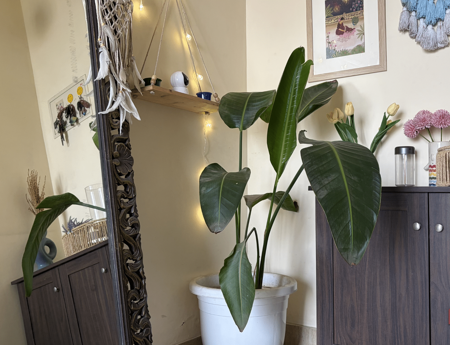 La planta del banano, también conocida como Musa, se mantiene en un espacio grande.