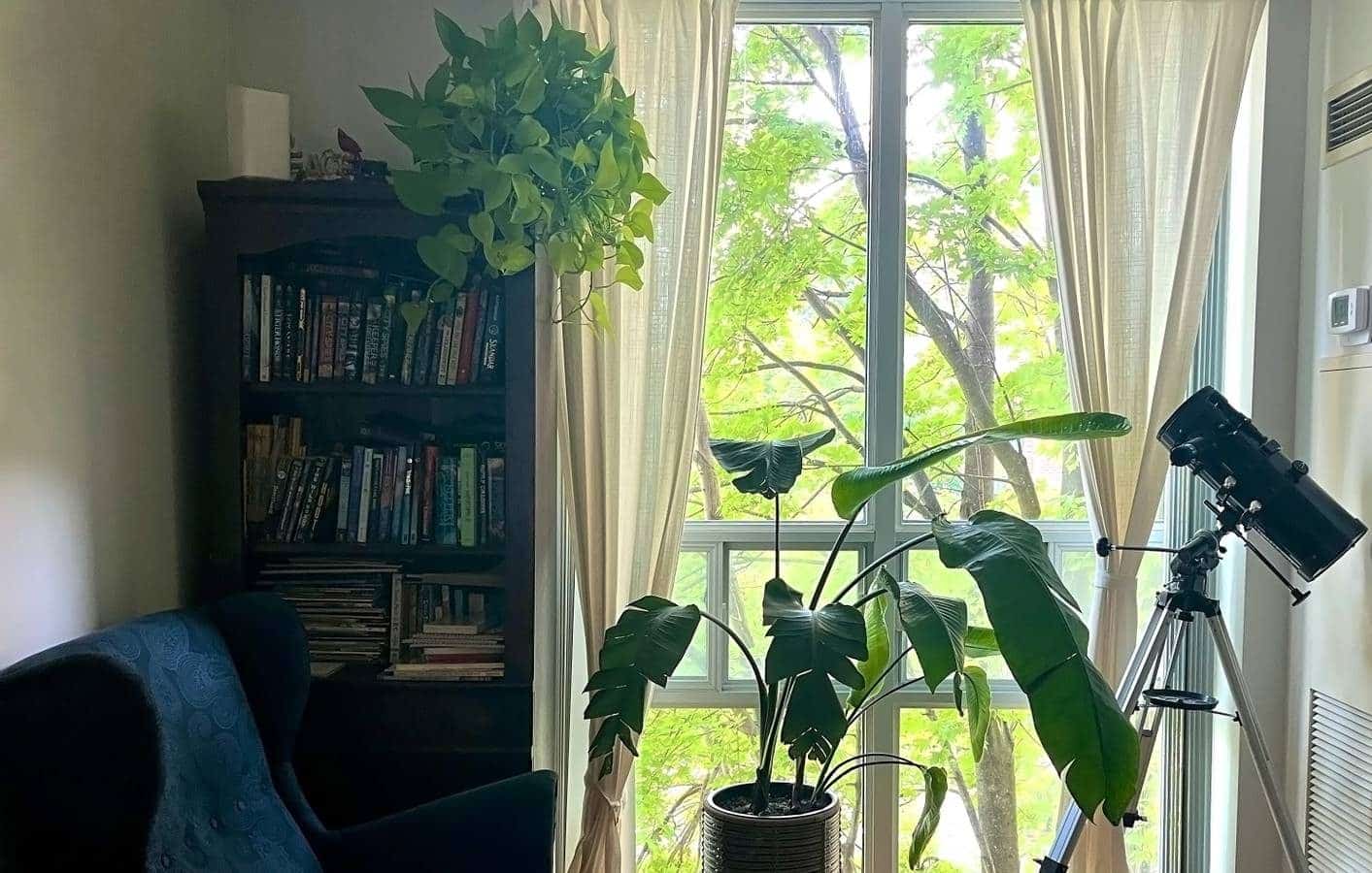 3 plantas de fácil cuidado que cualquiera puede cultivar