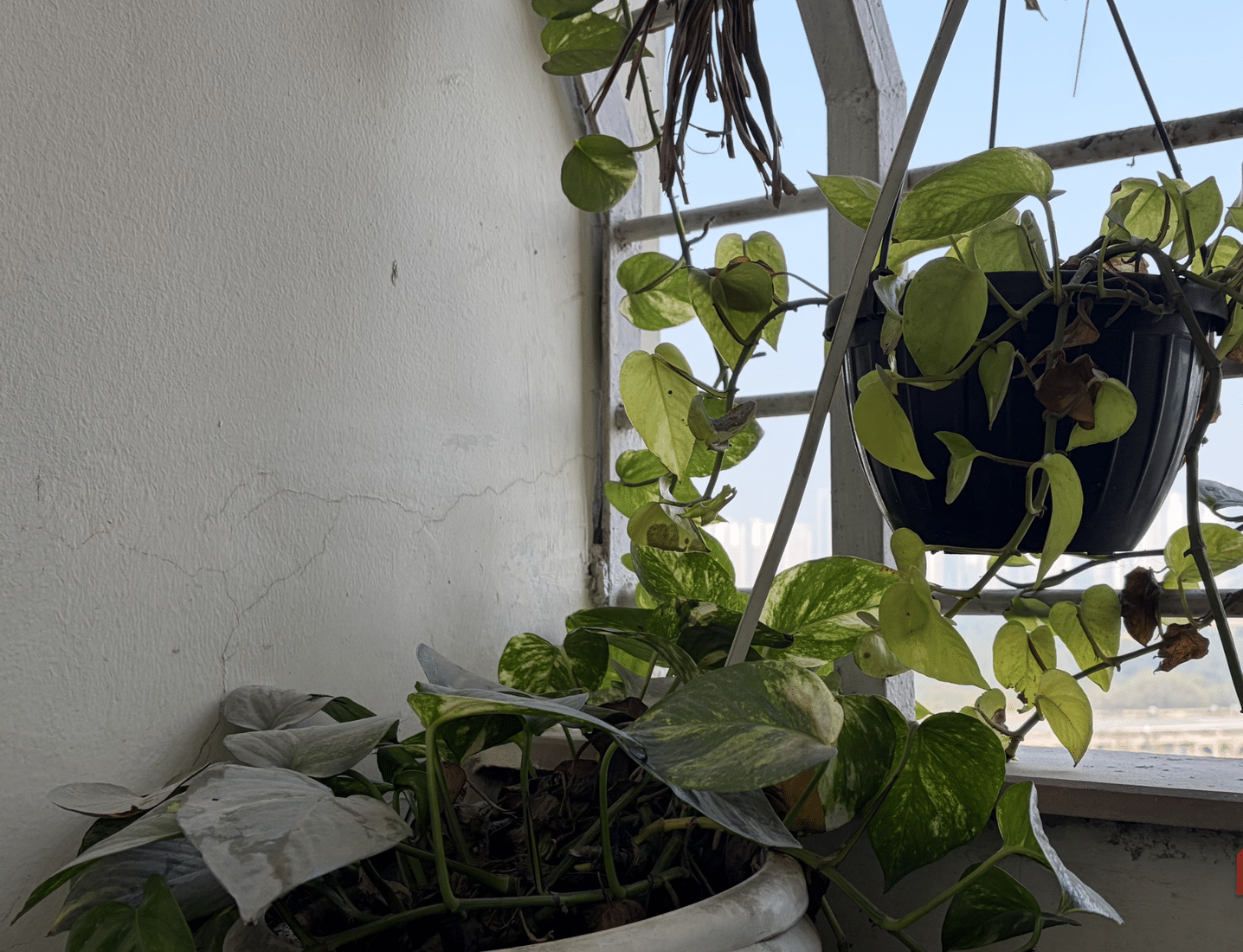 Planta del dinero en casa con enredaderas